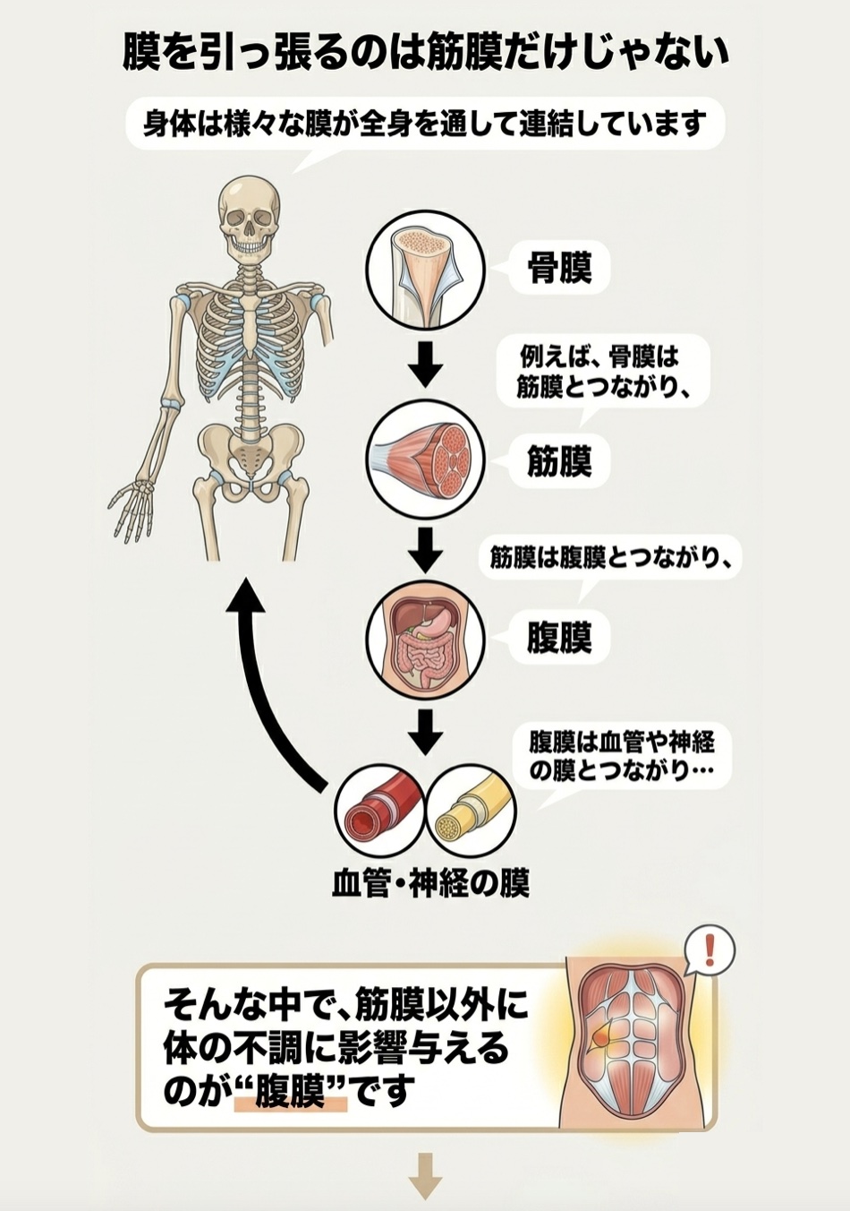ファシアは様々な膜が全身を通して 連結しています。 例えば、 骨膜は筋膜と繋がり 筋膜は腹膜と繋がり 腹膜は血管や神経の膜と繋がり… そんな中で筋膜以外に身体の不調に影響を 与えるのが”腹膜”です。