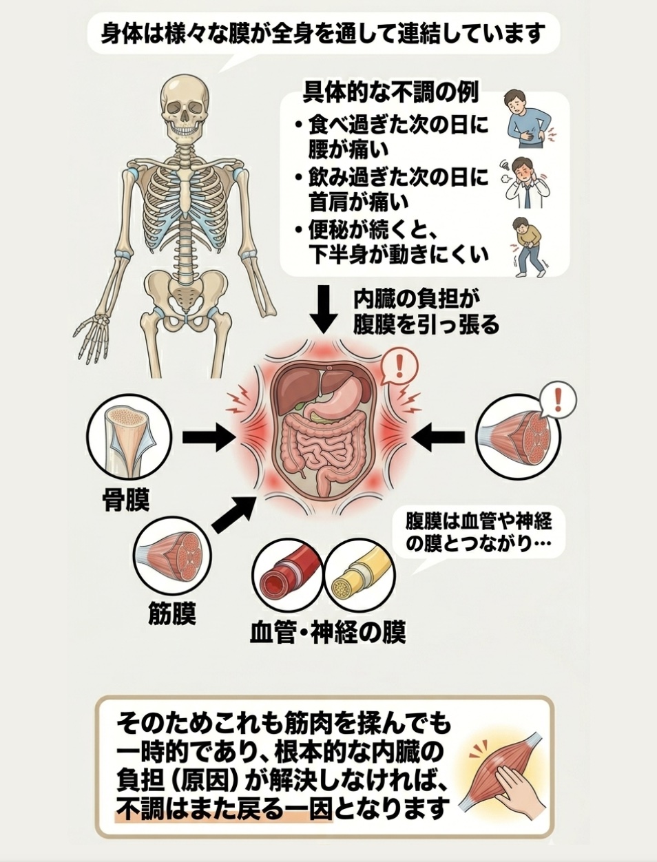 食べすぎた次の日に腰が痛い 飲みすぎた次の日に首肩が痛い 便秘が続くと下半身が動きにくい などは内臓の負担が腹膜を引っ張り 引き起こされている可能性があります。