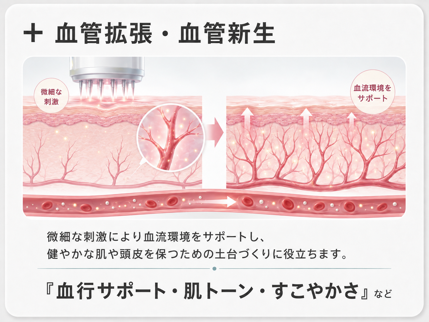 血管拡張・血管新生