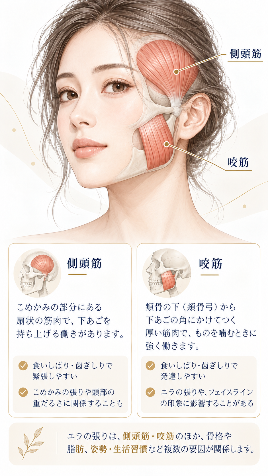 エラ張りに関係する側頭筋と咬筋の位置と働きを示した解剖イメージ
